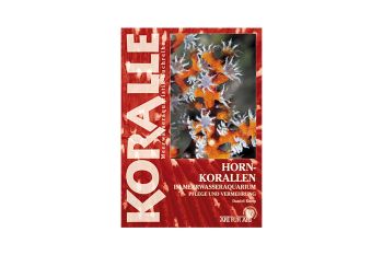 KORALLE - Hornkorallen im Meerwasseraquarium - Daniel Knop