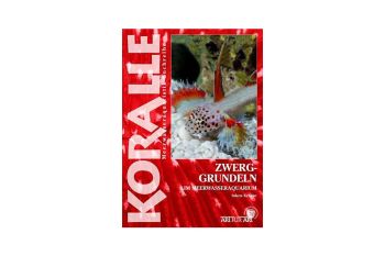 KORALLE - Zwerggrundeln im Meerwasseraquarium - Inken Krause