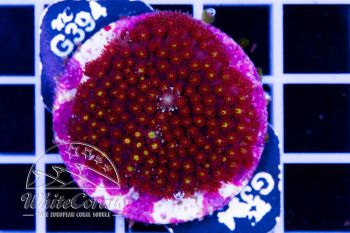 Goniopora Mini Flower Red and Yellow