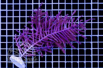 Pseudopterogorgia Purple