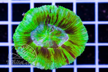Trachyphyllia Neon Marble