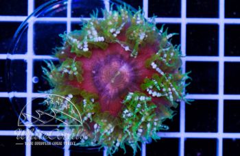 Rockanemone Red and Green