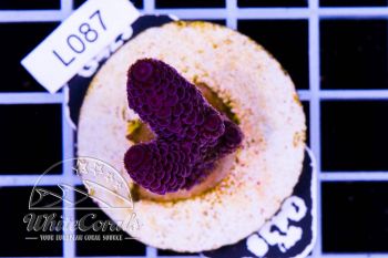 Acropora spathulata Purple