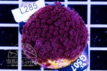 Goniopora Mini Flower Purple