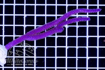 Muricea Purple