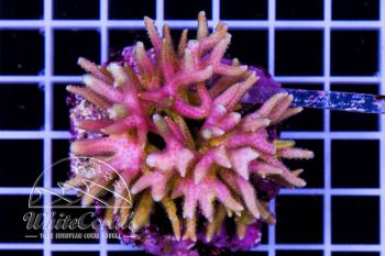 Seriatopora hystrix Bicolor