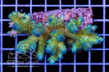 Acropora tenuis Yellow and Blue Tips