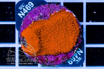 Montipora spongodes Fire Red