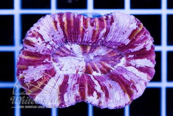 Trachyphyllia Purple
