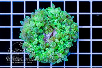 Entacmaea quadricolor Green Blizzard