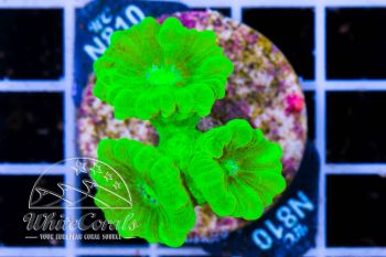 Caulastraea Green Neon