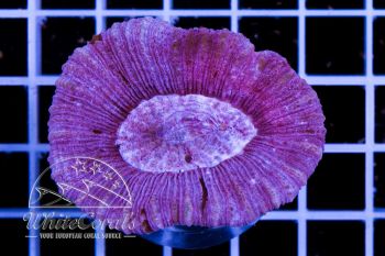 Trachyphyllia Purple