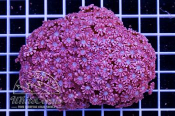 Alveopora Pastel Purple
