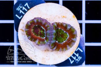 Acanthastrea Red vs Green
