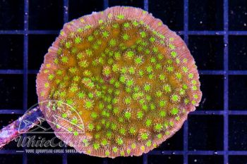 Echinopora lamellosa Hollywood Stunner Chalice