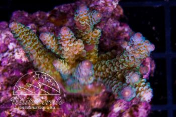 Acropora millepora Green and Blue Tips
