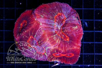 Australomussa rowleyensis Red Abyss