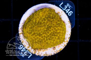 Porites lichen Yellow
