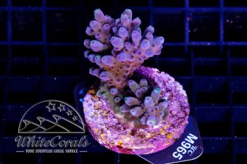 Acropora Blueberry Infection