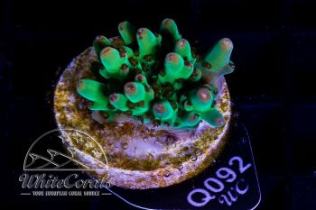 Acropora willisae Green Blob