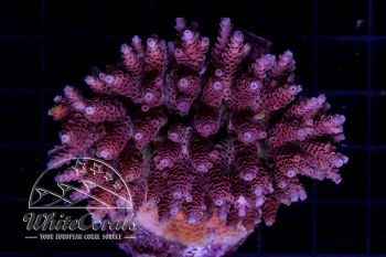 Acropora hyacinthus Red Planet