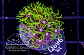 Pachyclavularia violacea Green Star Polyp