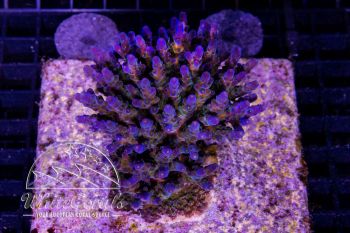 Acropora valida Purple Bonsai