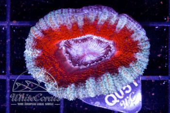 Acanthastrea Ring of Fire