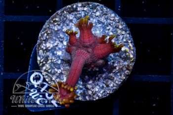 Goniopora Red Inferno
