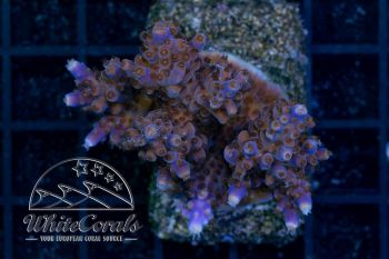Acropora valida Purple (Filter)