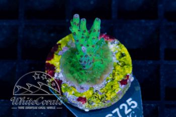 Acropora insignis Green (WCC)(Filter)