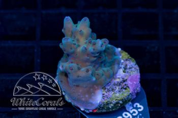 Acropora willisae Green (WCC)(Filter)