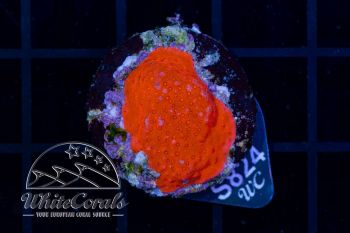 Montipora spongodes Fire Red (WCC)(Filter)