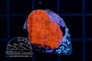 Montipora spongodes Fire Red (WCC)(Filter)