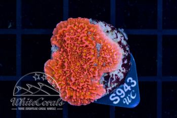 Montipora Sunfire Red (WCC)(Filter)