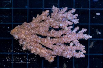 Acropora Pink Table (Filter)