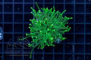 Euphyllia glabrescens Neon Green (Filter)