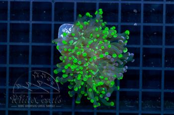 Euphyllia paradivisa Neon Green (Filter)