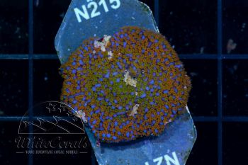 Montipora Rainbow Red (WCC)(Filter)