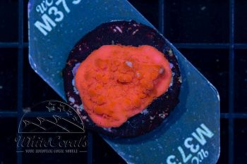 Montipora Super Red (WCC)(Filter)