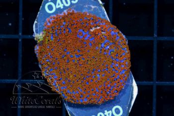 Montipora Rainbow Red (WCC)(Filter)
