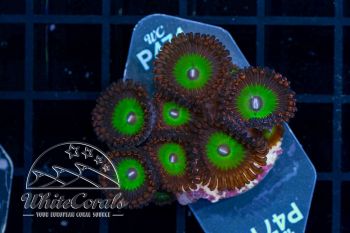 Zoanthus Candy Apple Green (WCC) (Filter)