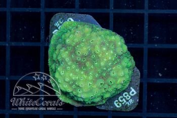 Pavona maldivensis Green (WCC)(Filter)