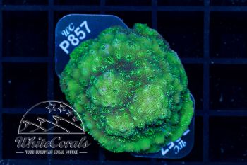 Pavona maldivensis Green (WCC)(Filter)