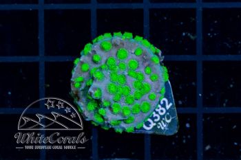 Cyphastrea Green Universe (WCC)(Filter)