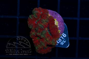Acanthastrea lordhowensis Red (Filter)