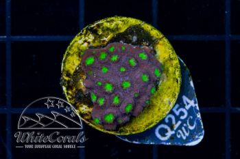 Cyphastrea Green People Eater (WCC)(Filter)