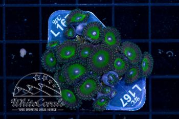 Zoanthus Candy Apple Green (WCC)(Filter)