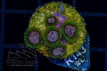 Zoanthus Purple Monster (WCC)(Filter)