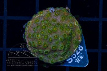 Cyphastrea Browny (Filter)